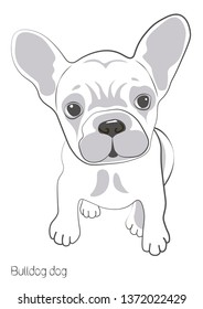 On a white background there is a silhouette of a bulldog dog. There is a small and cute puppy bulldog. Vector image