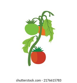 En un fondo blanco, una ilustración vectorial de tomate.
