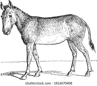 Onager animal (from horse family), From the Dictionary of Word and Things, 1888.