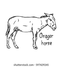 onager horse - vector illustration sketch hand drawn with black lines, isolated on white background