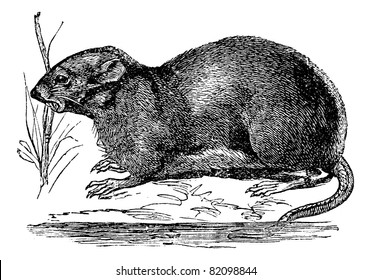 Ondatra, Fiber zibethicus oder Muskrat, vintage gravierte Illustration. Trousset-Enzyklopädie (1886 - 1891).