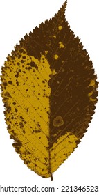 one autumn colorful leaf on a white background. vector art