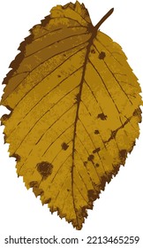 one autumn colorful leaf on a white background. vector art