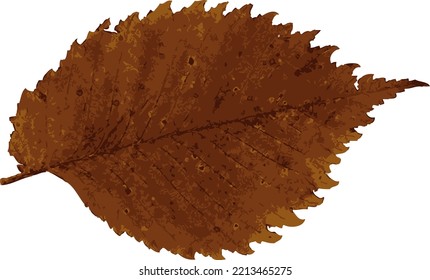 one autumn colorful leaf on a white background. vector art