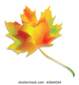 one autumn leaf on the white background