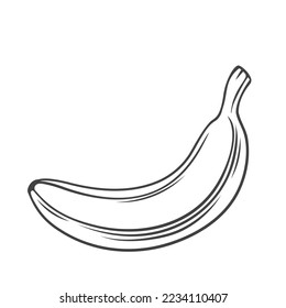 One banana line icon vector illustration. Hand drawn outline fresh tropical summer fruit with peel, delicious ripe tasty product with skin for vegetarian diet, simple silhouette of single banana