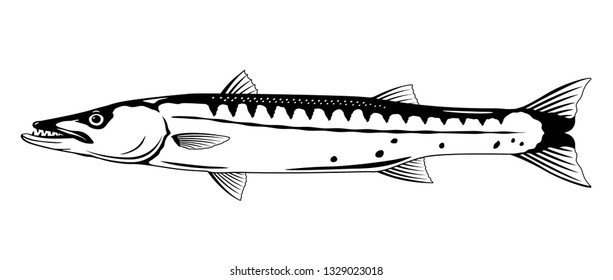 One barracuda fish l in side view in black and white color, isolated