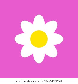 One beautiful daisy flower chamomile, side view and top view isolated on lilac background. Vector illustration.  EPS 10