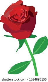 One beautiful red rose with green stem and petals on white background. Blooming flower vector