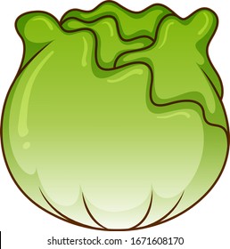 One big cabbage on white background illustration