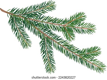 One big green spruce twig for decoration isolated illustration, wild green realistic spruce twig, fresh broken branch of a coniferous tree