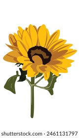 One big sunflower isolated on a empty white background