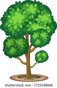 Ein großer Baum für weiße Hintergrundbilder