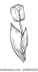 One big vector tulip, two curved leaves on long thin stem. Tall hand drawn vintage linear flower. Half-closed large bud. Detailed elegant plant for advertising layout design, packaging, greeting card