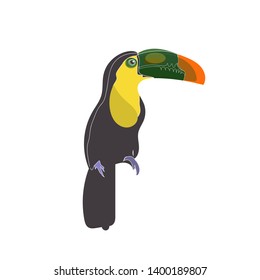 One Bird with Big beak, Toucan bird sitting with white background. Vector painting illustration on paper, animal life.Logo or banner