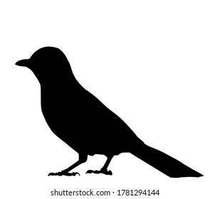 One bird black standing white background