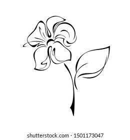 one blooming flower with large petals on a short stem with one leaf in black lines on a white background