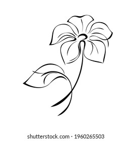 one blooming flower with large petals on a short stem with one leaf in black lines on a white background