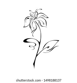 one blossoming flower with large petals on a stem with one leaf and with one curl in black lines on a white background
