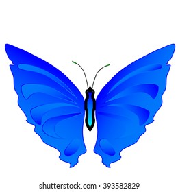 one blue butterfly