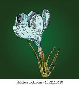 one blue crocus