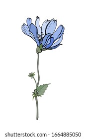 Una flor azul achicoria sobre tallo y hojas verdes. Aislado sobre fondo blanco. Dibujado a mano. Para diseño floral, tarjeta de felicitación, invitaciones. Ilustración de material vectorial.