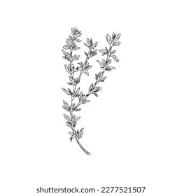 One branch of aromatic plant thyme used for cooking and medicine, hand drawn vector illustration isolated on white background. Vintage style decorative element of thyme.