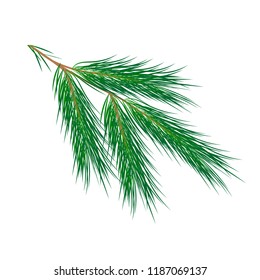 One branch of green christmas tree. New year concept