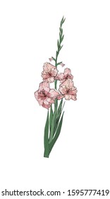 One branch of pink and lilac gladiolus flowers, vector isolated image on white background. To decorate your holiday design.