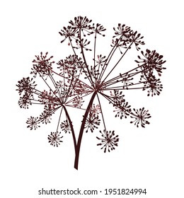 One brown branch of dill seeds is on a white background, Vector illustration