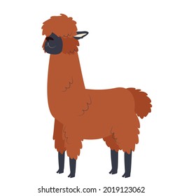 Una alpaca esponjosa marrón está muy bien parada. Ilustración vectorial de dibujos animados aislados en un fondo blanco para postales, impresiones, camisetas, invitaciones, al vivero