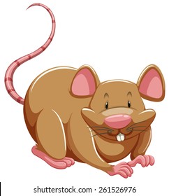 One brown rat on a white background