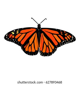 one butterfly on white background