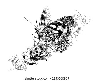 One butterfly Vanessa cardui. Painted Lady on lavender flower. Cosmopolitan eats in garden. Hand-drawn vector sketch. Monochrome Illustration.