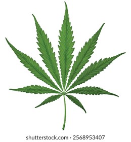 One cannabis leaf, green
White background