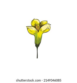 One Canola Flower. Yellow Flower Of The Canola Plant. Botanical Vector Illustration With Canola Flower. Hand Drawn Sketch With Rapeseed Isolated On White Background