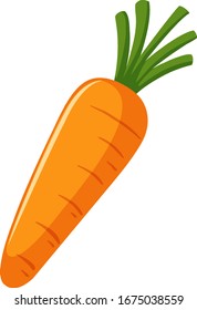 One carrot on white background illustration