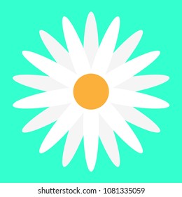One chamomile on blue background.