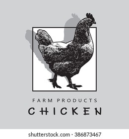 One Chicken On Square. Hen image. Vector illustration in engraved style.