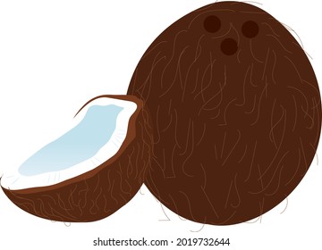 Un coco, ilustración, vector sobre un fondo blanco.