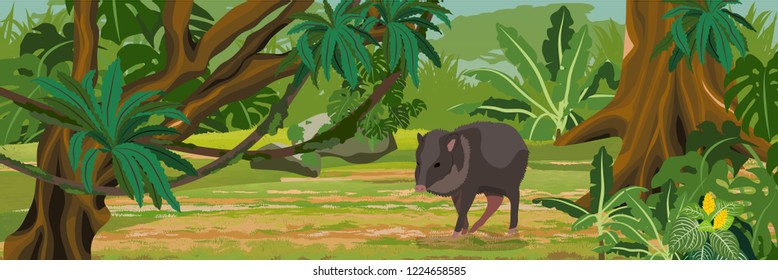 One collar peccary drinks in impassable jungle. A tropical forest. Rainforests of Amazonia. Tree, epiphytic ferns, creepers, banana trees and monsteras. Realistic Vector Landscape