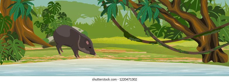 One collar peccary drinks water from the lake. Jungle. A tropical forest. Rainforests of Amazonia. Tree, epiphytic ferns, creepers, banana trees, flowers and monsteras. Realistic Vector Landscape