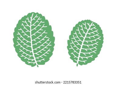 One color illustration of apple mint leaves