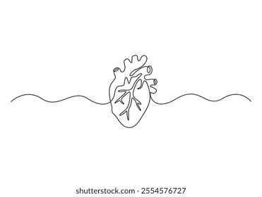 One continuous line art anatomical human heart silhouette. Healthy medicine concept design one sketch outline drawing vector illustration
