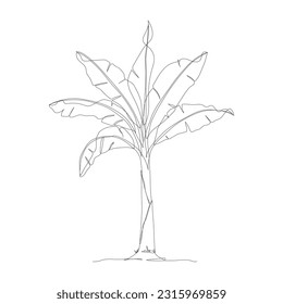 One continuous line drawing of banana tree. Banana tree line art drawing. Tropical concept of banana tree vector illustration. Banana tree icon in one line drawing. Vector illustration