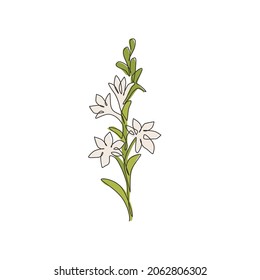 One continuous line drawing beauty fresh polianthes tuberosa for home decor art wall poster print. Decorative tuberose flower concept for invitation card. Single line draw design vector illustration