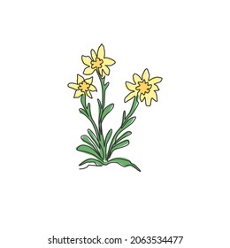 Una línea continua de belleza y exótica planta de leontopodio para la decoración de paredes del hogar estampado de afiches de arte. Flor de edelweiss decorativa para el logo del parque nacional. Ilustración vectorial de diseño de líneas simples