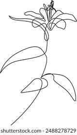 One continuous line drawing of elegant lily flower. Floral design drawn by single line. Botanical vector illustration with editable stroke.