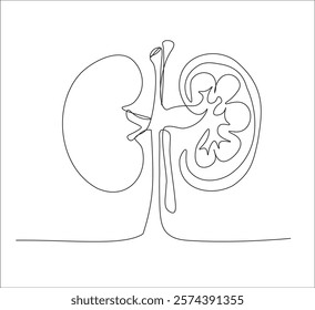 One continuous line drawing of human kidney organ anatomy. single line drawing of kidney. editable stroke
