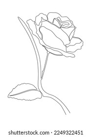 One continuous line of Rose Flower. Thin Line Illustration vector concept. Contour Drawing Creative ideas.